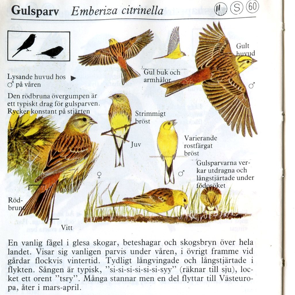 Gulsparvsinformation